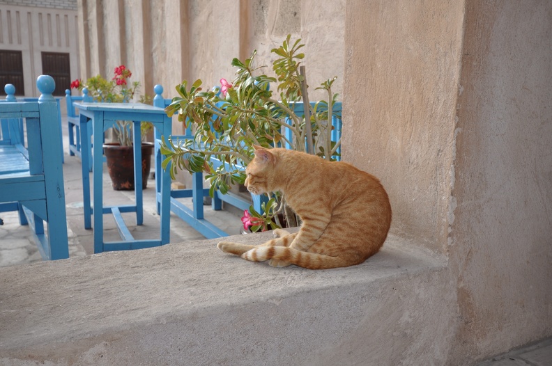 Bastakia Quarter Cat